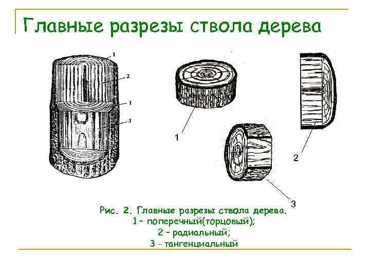 Главные разрезы ствола дерева 1 2 Рис. 2. Главные разрезы ствола дерева. 1 –