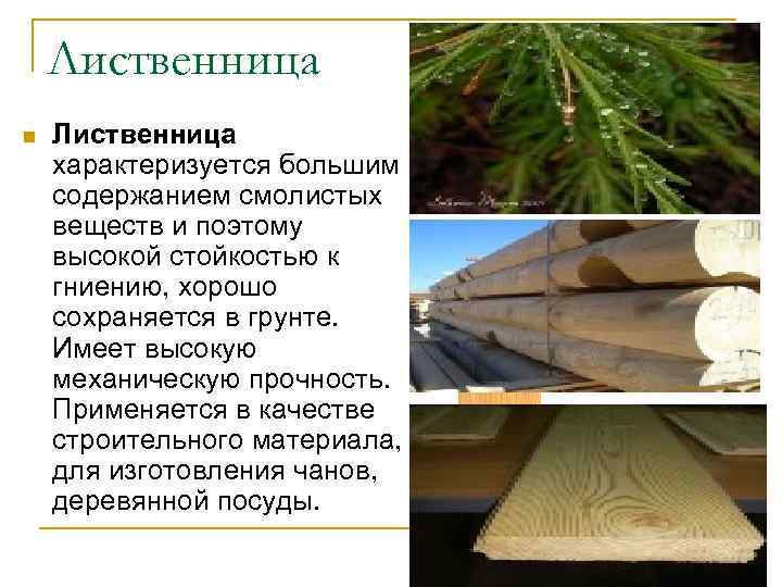 Лиственница n Лиственница характеризуется большим содержанием смолистых веществ и поэтому высокой стойкостью к гниению,