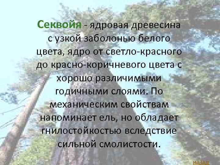 Секвойя - ядровая древесина с узкой заболонью белого цвета, ядро от светло-красного до красно-коричневого