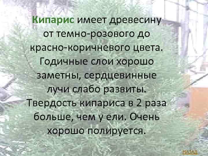 Кипарис имеет древесину от темно-розового до красно-коричневого цвета. Годичные слои хорошо заметны, сердцевинные лучи