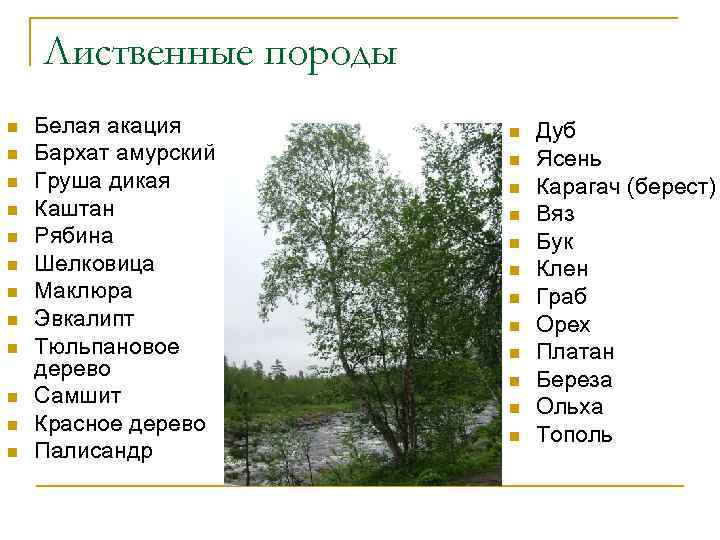 Лиственные породы n n n Белая акация Бархат амурский Груша дикая Каштан Рябина Шелковица
