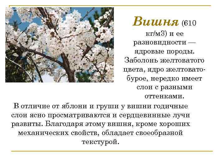 Вишня (610 кг/м 3) и ее разновидности — ядровые породы. Заболонь желтоватого цвета, ядро