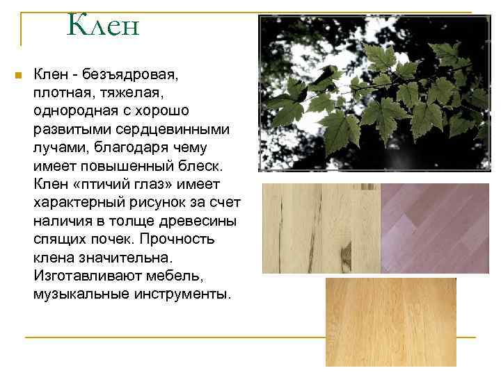 Клен n Клен - безъядровая, плотная, тяжелая, однородная с хорошо развитыми сердцевинными лучами, благодаря