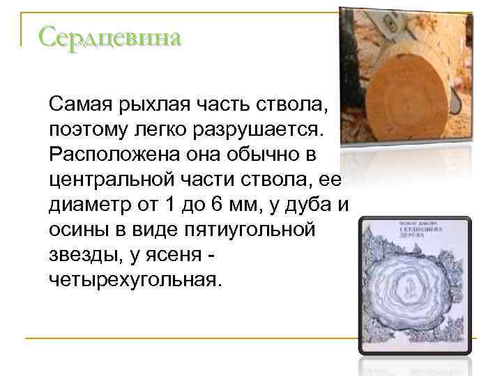 Сердцевина Самая рыхлая часть ствола, поэтому легко разрушается. Расположена обычно в центральной части ствола,