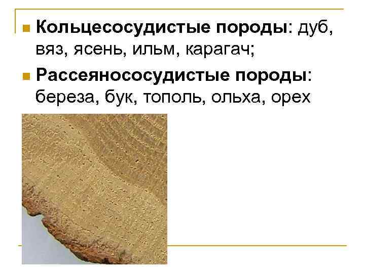 Кольцесосудистые породы: дуб, вяз, ясень, ильм, карагач; n Рассеянососудистые породы: береза, бук, тополь, ольха,