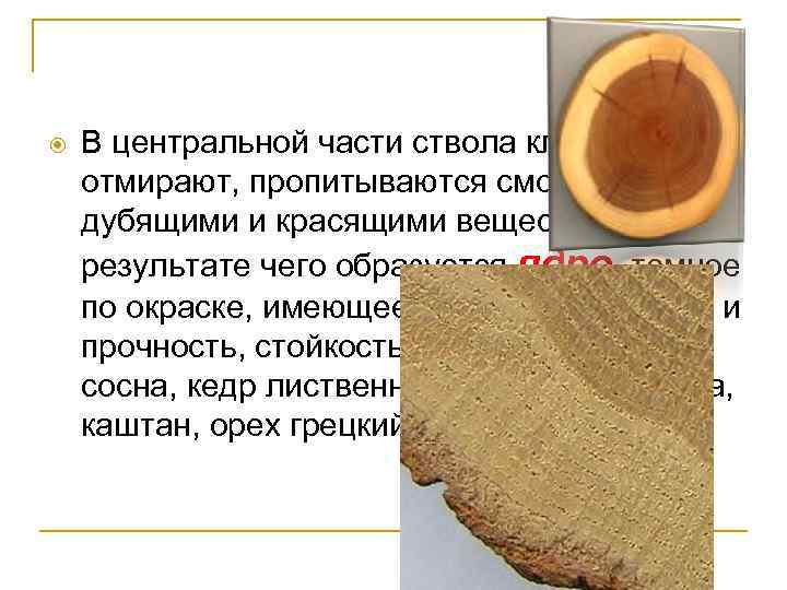  В центральной части ствола клетки отмирают, пропитываются смолистыми, дубящими и красящими веществами, в