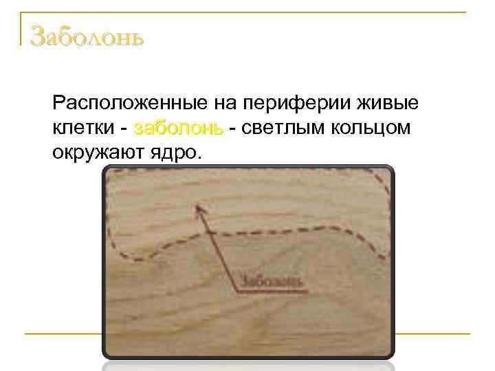 Заболонь Расположенные на периферии живые клетки - заболонь - светлым кольцом окружают ядро. 