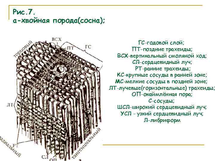Рис. 7. а-хвойная порода(сосна); ГС-годовой слой; ПТ-поздние трахеиды; ВСХ-вертикальный смоляной ход; СЛ-сердцевидный луч; РТ-ранние