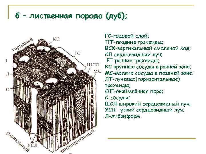б – лиственная порода (дуб); ГС-годовой слой; ПТ-поздние трахеиды; ВСХ-вертикальный смоляной ход; СЛ-сердцевидный луч;