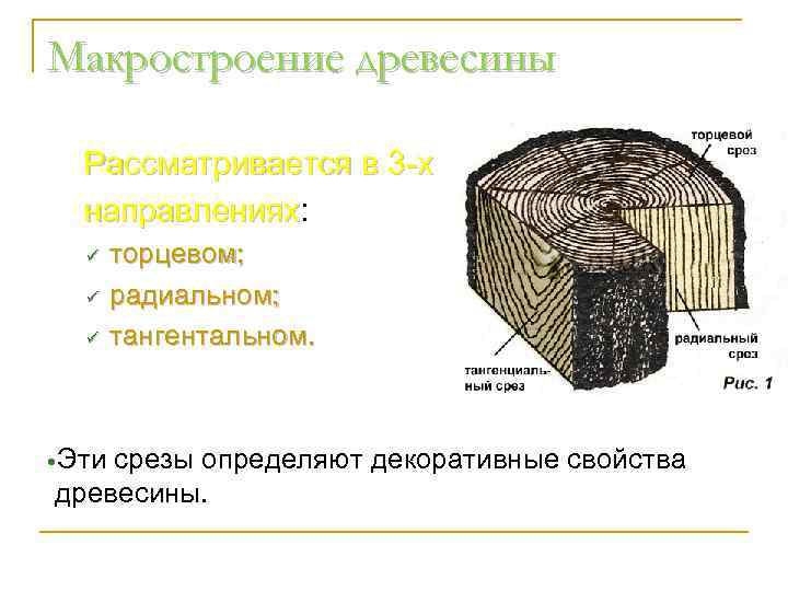 Макростроение древесины Рассматривается в 3 -х направлениях: направлениях ü ü ü торцевом; радиальном; тангентальном.