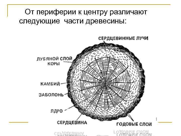 От периферии к центру различают следующие части древесины: 