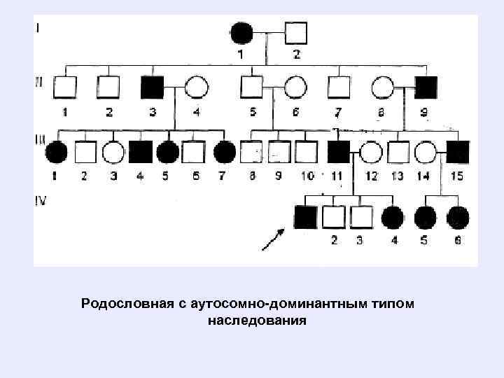 Аутосомно-рецессивный тип наследования характеризуется следующими признаками: • В восходящей Аутосомно-рецессивный тип наследования характеризуется следующими признаками: • В восходящей