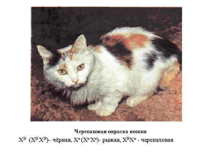 Родословная голандрического типа наследования Родословная голандрического типа наследования