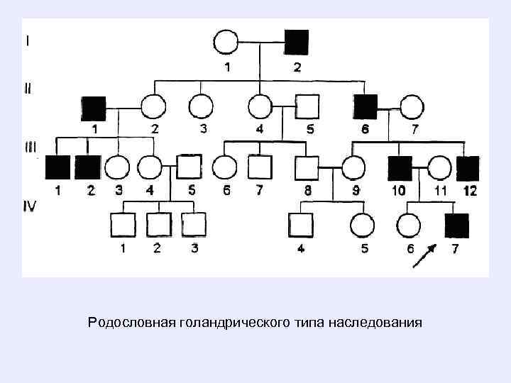 Задачи на голандрическое наследование. Родословная с голандрическим типом наследования. Голандрический Тип наследования схема наследования. Родословные генетика Тип наследования.