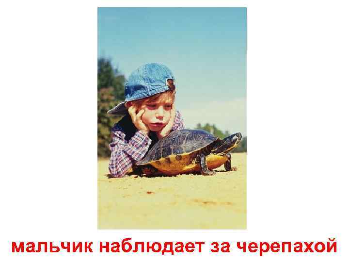 мальчик наблюдает за черепахой 