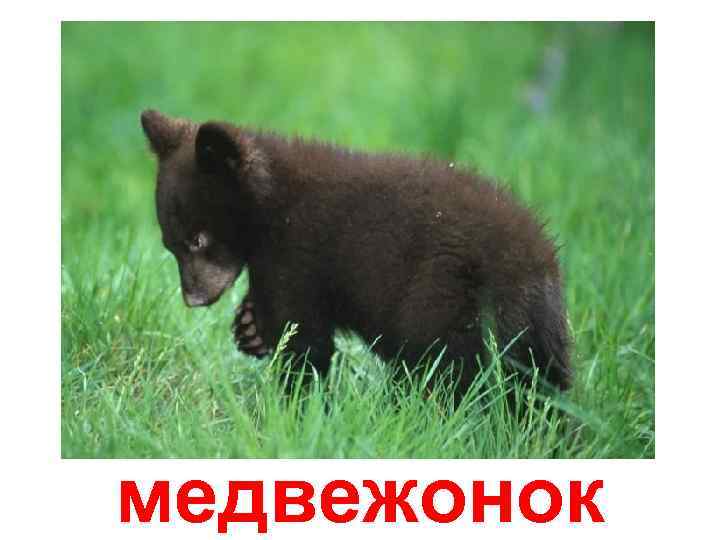 медвежонок 