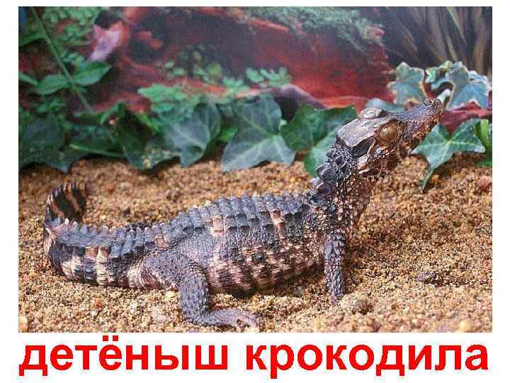 детёныш крокодила 