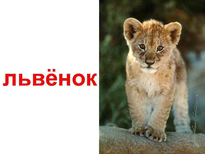 львёнок 