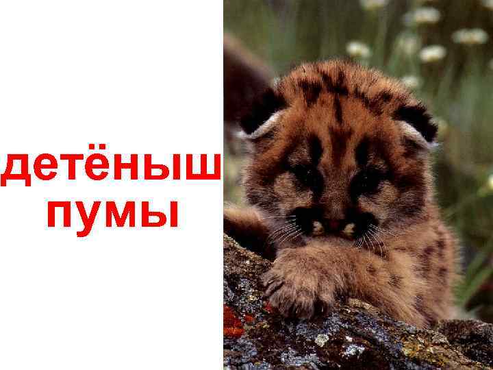 детёныш пумы 