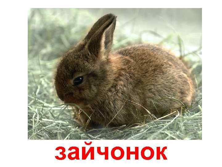 зайчонок 