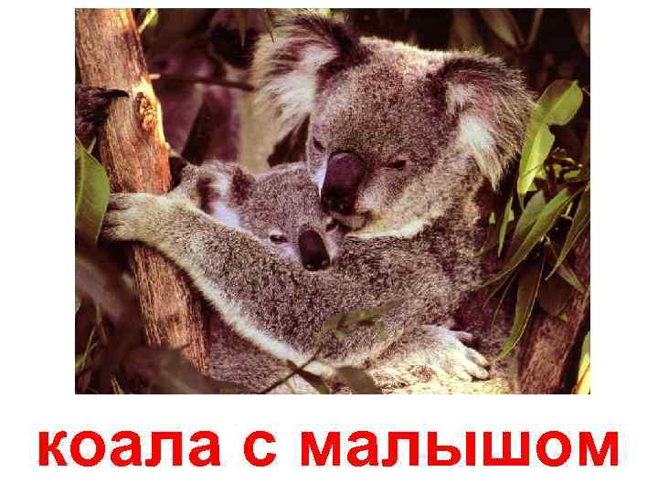 коала с малышом 