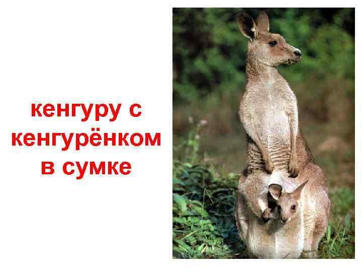 кенгуру с кенгурёнком в сумке 