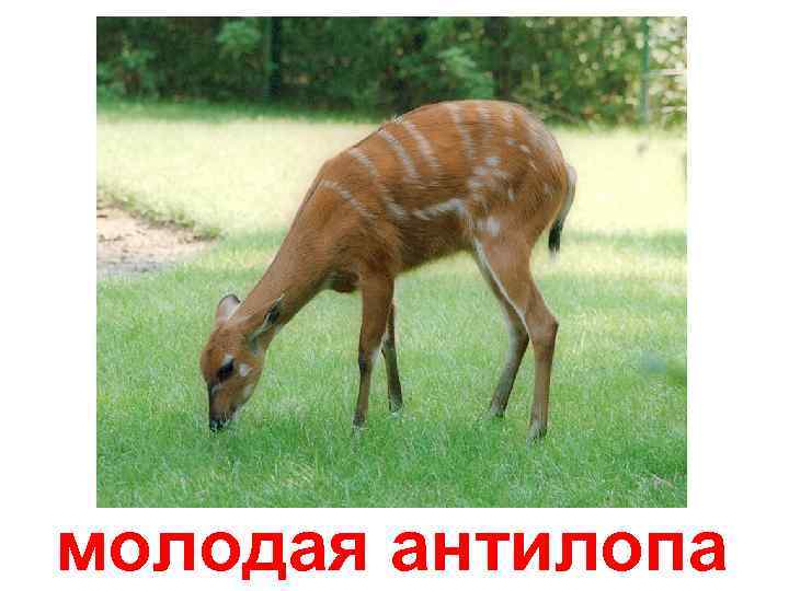 молодая антилопа 