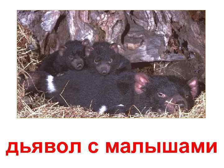 дьявол с малышами 