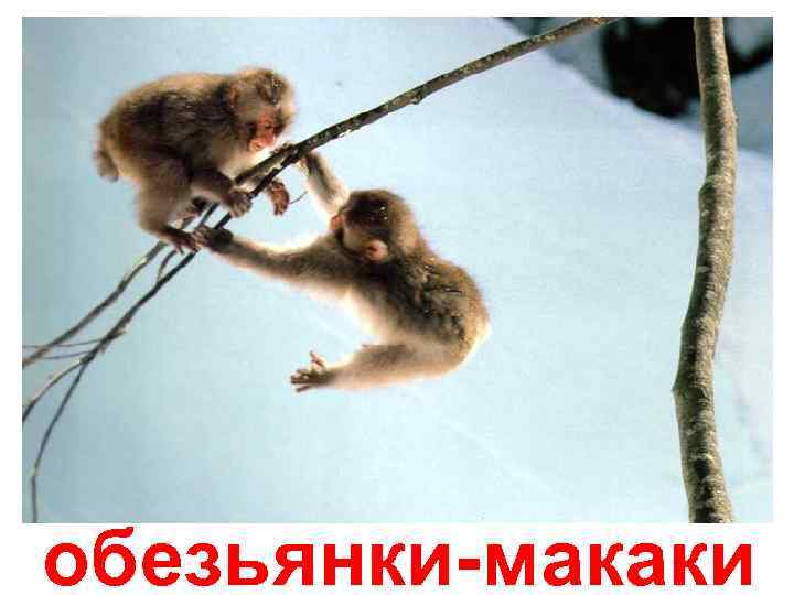 обезьянки-макаки 