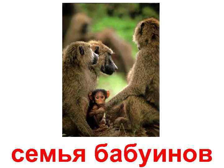 семья бабуинов 