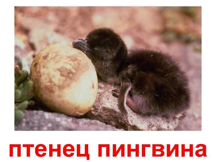 птенец пингвина 