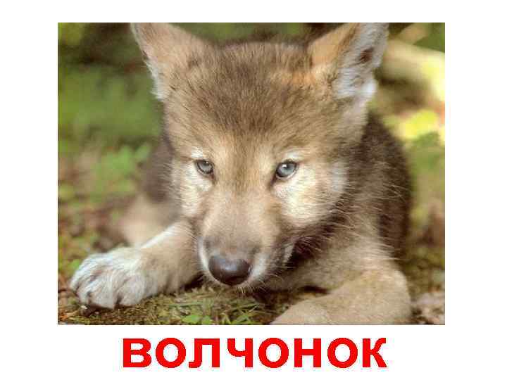 волчонок 