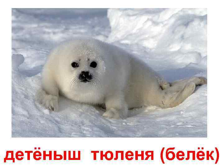 детёныш тюленя (белёк) 