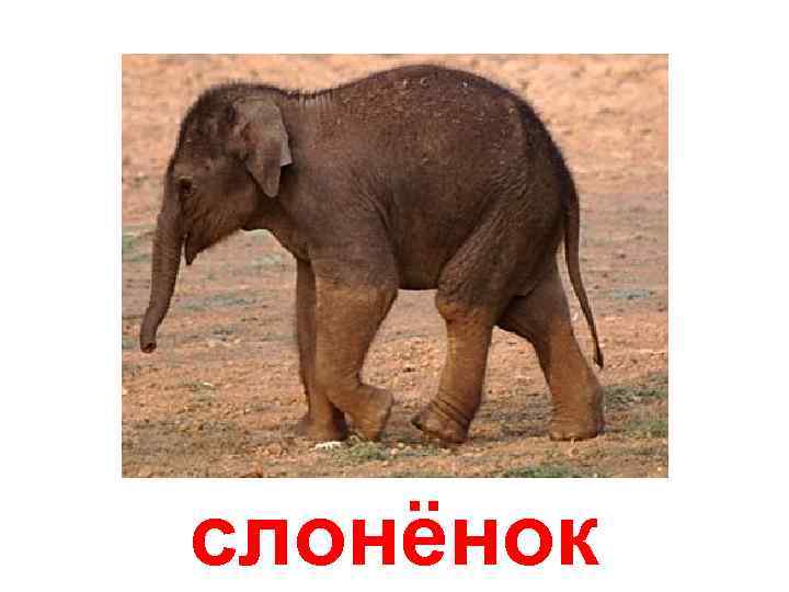 слонёнок 