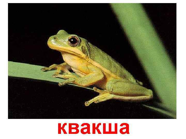 квакша 