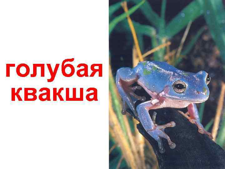 голубая квакша 