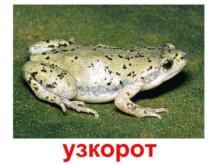 узкорот 