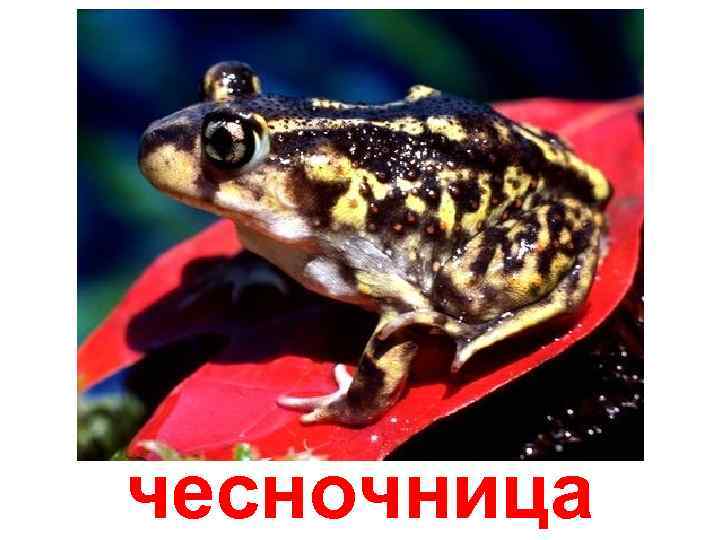 чесночница 