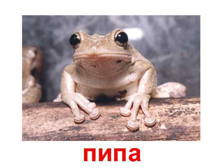 пипа 