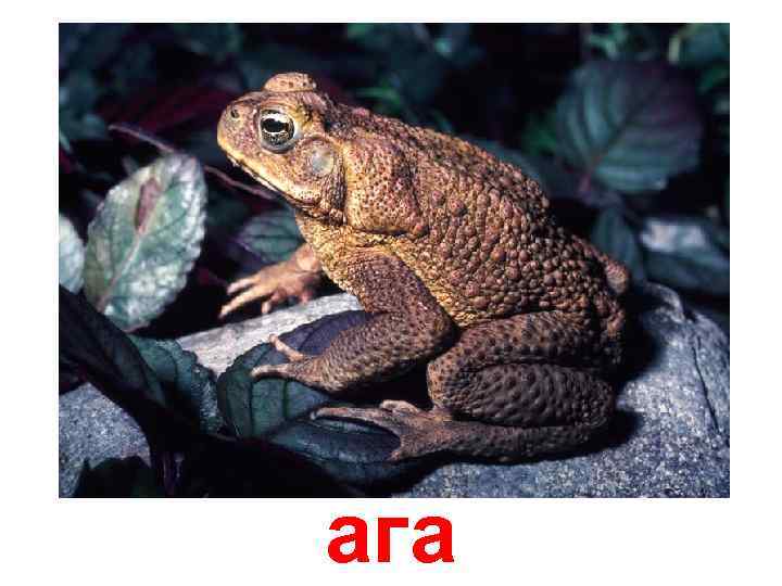 ага 