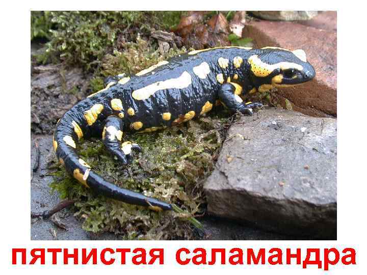 пятнистая саламандра 