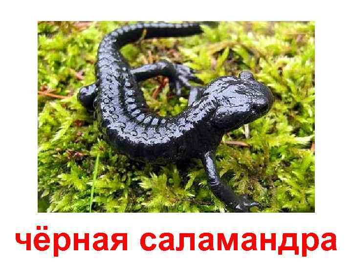 чёрная саламандра 