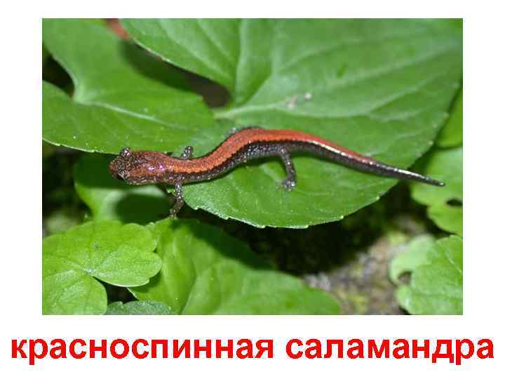 красноспинная саламандра 