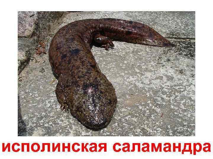 исполинская саламандра 