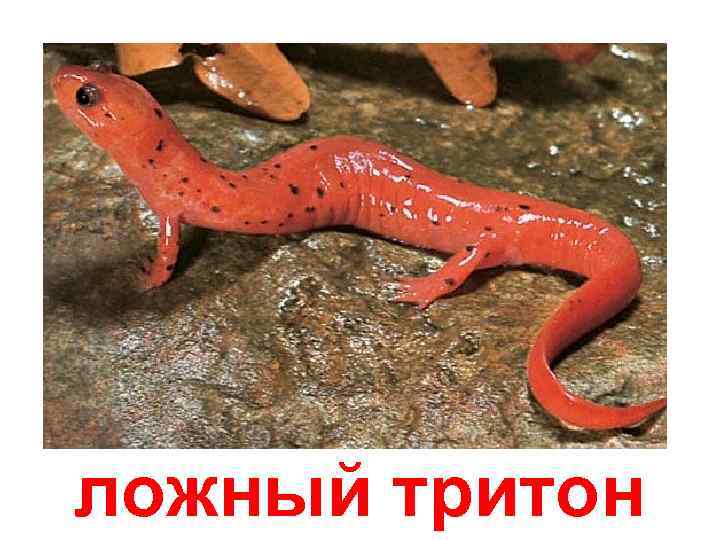 ложный тритон 