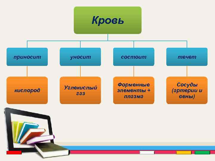 Кровь приносит уносит состоит течет кислород Углекислый газ Форменные элементы + плазма Сосуды (артерии