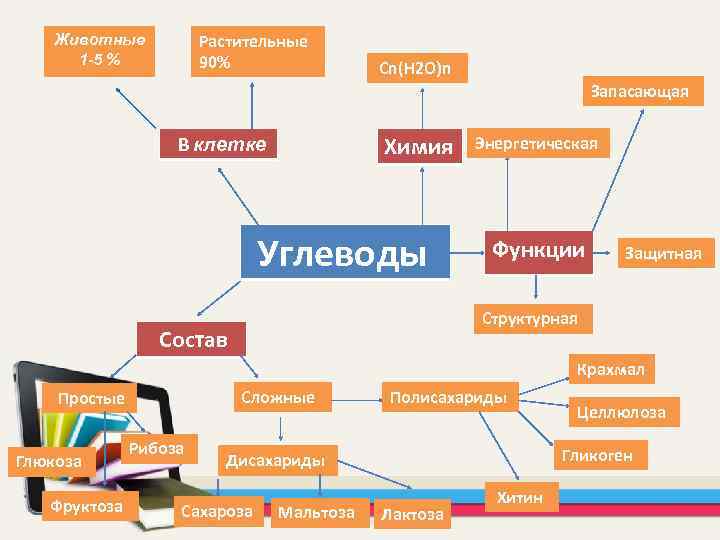 Растительные 90% Животные 1 -5 % Cn(H 2 O)n Запасающая Химия В клетке Углеводы
