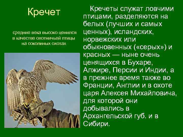  Кречеты служат ловчими Кречет птицами, разделяются на белых (лучших и самых средние века