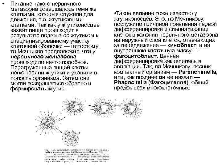 • Питание такого первичного метазоона совершалось теми же клетками, которые служили для движения,