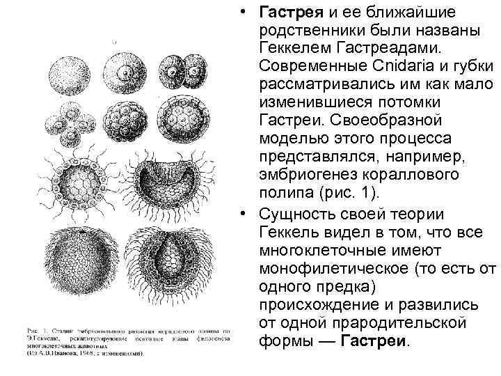  • Гастрея и ее ближайшие родственники были названы Геккелем Гастреадами. Современные Cnidaria и
